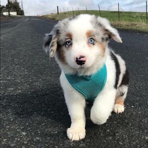 Meet your Posher, Eden